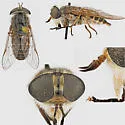 Tabanus laticeps - photo 2