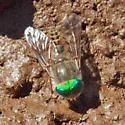 Tabanus laticornis - Tabanus laticornis