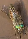 Tabanus laticornis - photo 2