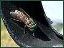 Tabanus laticornis - photo 3