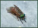Tabanus laticornis - photo 4