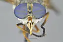 Tabanus laticornis - photo 5
