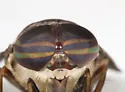 Tabanus limbatinevris - photo 2