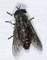 Tabanus limbatinevris - photo 3