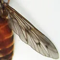 Tabanus limbatinevris - photo 4