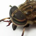 Tabanus limbatinevris - photo 5