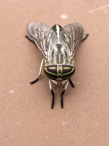 Striped Horse Fly - Tabanus lineola