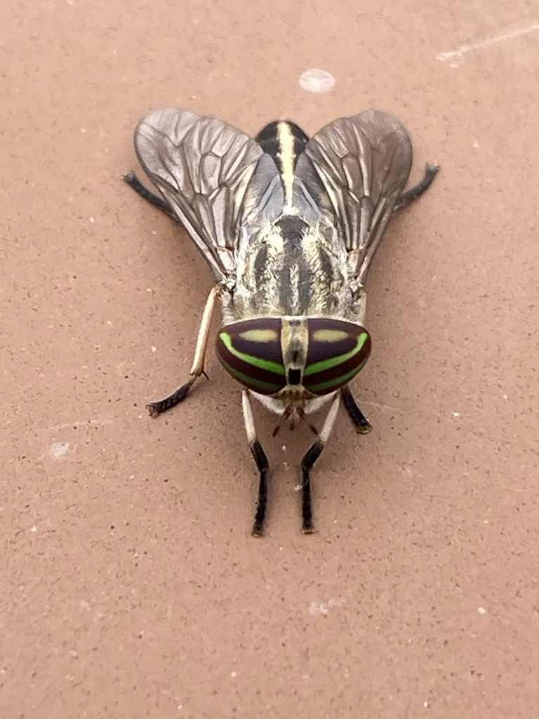 Striped Horse Fly - photo 2