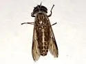Tabanus longiusculus - Tabanus longiusculus