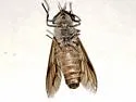 Tabanus longiusculus - photo 2