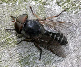 Tabanus maculicornis - Tabanus maculicornis