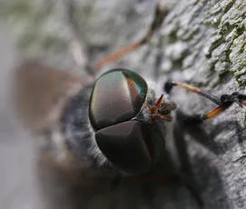 Tabanus maculicornis - photo 2