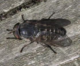 Tabanus maculicornis - photo 3