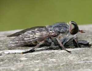 Tabanus maculicornis - photo 4
