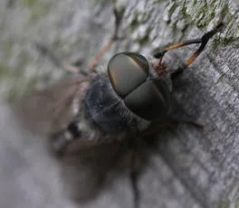 Tabanus maculicornis - photo 5