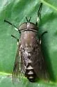 Tabanus melanocerus