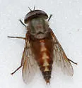 Tabanus melanocerus - photo 2