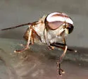 Tabanus melanocerus - photo 3
