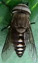 Tabanus melanocerus - photo 4