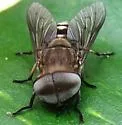 Tabanus melanocerus - photo 5