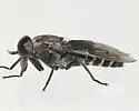 Tabanus mixis - photo 2