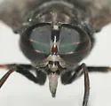 Tabanus mixis - photo 3