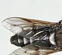 Tabanus mixis - photo 4
