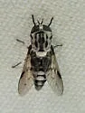 Tabanus mixis - photo 5