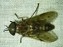 Tabanus moderator - photo 2