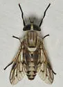 Tabanus moderator - photo 3