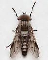 Tabanus moderator - photo 4