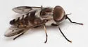 Tabanus moderator - photo 5