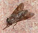 Tabanus molestus - Tabanus molestus