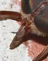 Tabanus molestus - photo 2