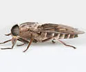 Tabanus molestus - photo 3
