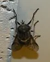Tabanus molestus - photo 4