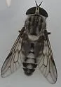 Tabanus molestus - photo 5