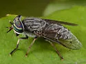 Tabanus monoensis - Tabanus monoensis