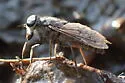 Tabanus monoensis - photo 2