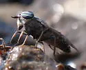 Tabanus monoensis - photo 3