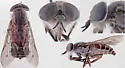 Tabanus monoensis - photo 4