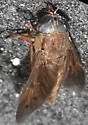 Tabanus nefarius - Tabanus nefarius