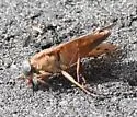 Tabanus nefarius - photo 2