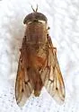 Tabanus nefarius - photo 3