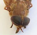 Tabanus nefarius - photo 4