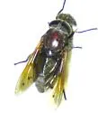 Tabanus nigrescens