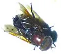 Tabanus nigrescens - photo 2