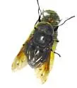 Tabanus nigrescens - photo 3