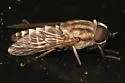 Tabanus nigripes