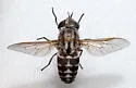 Tabanus nigripes - photo 2